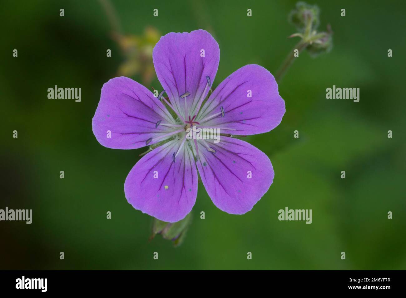 Wald-Storchschnabel, Waldstorchschnabel, Geranium sylvaticum, canneberges en bois, géranium des bois, Le Géranium des bois Banque D'Images