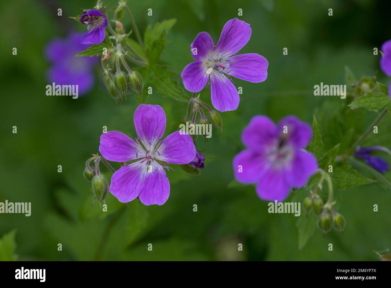 Wald-Storchschnabel, Waldstorchschnabel, Geranium sylvaticum, canneberges en bois, géranium des bois, Le Géranium des bois Banque D'Images