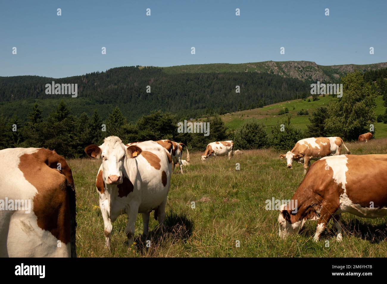 Vache à lait. Vaches blanches et brunes. Vaches de montagne. Vaches bains de soleil Banque D'Images