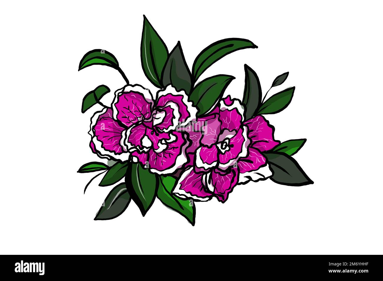 azalea, fleur botanique, dessin d'illustration, isolé Banque D'Images