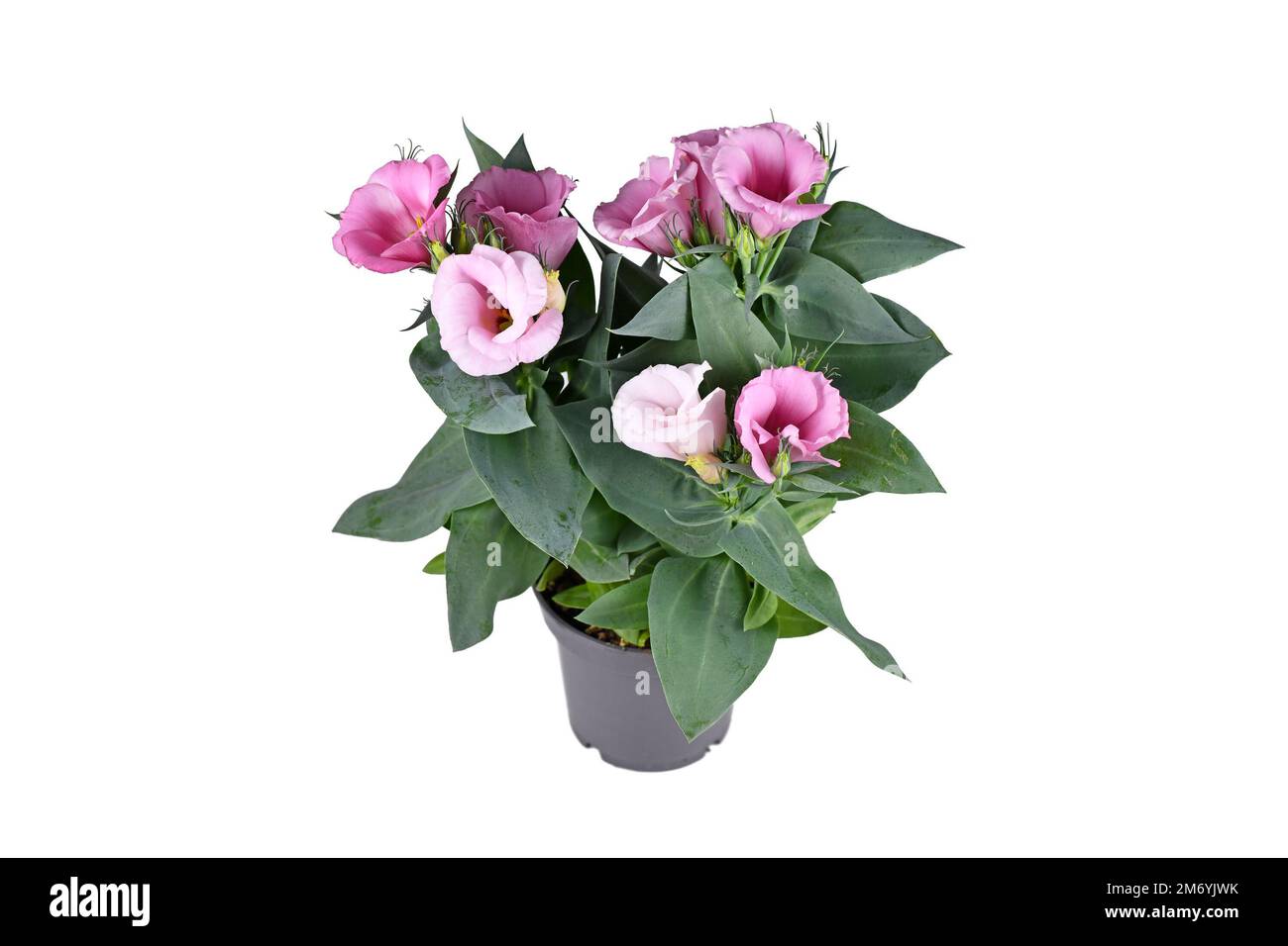 Plante en pot de Gentian des Prairies avec fleurs roses sur fond blanc Banque D'Images