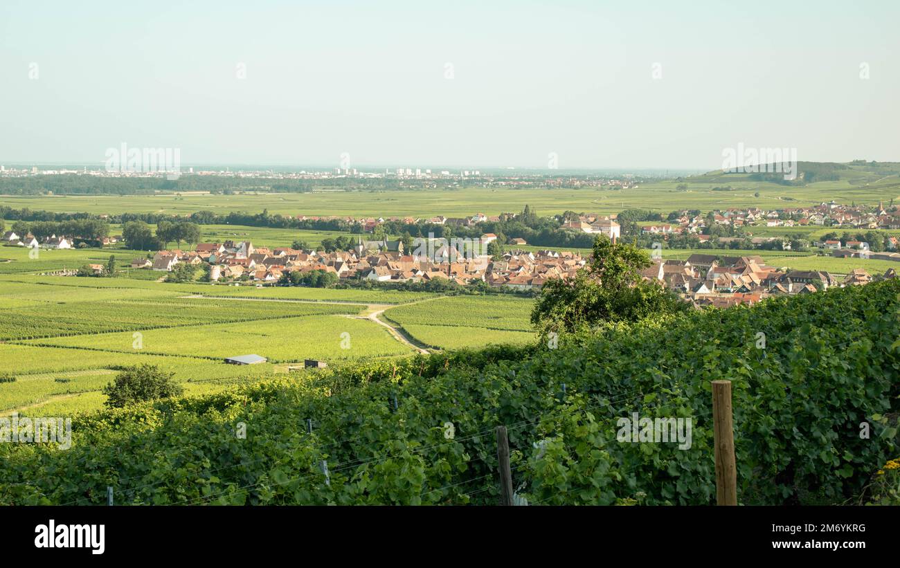 Vignoble prenant le soleil en Alsace.région viticole en France.paysage à couper le souffle avec des collines remplies de vignes en lumière dorée. Belle vue sur le vignoble Banque D'Images
