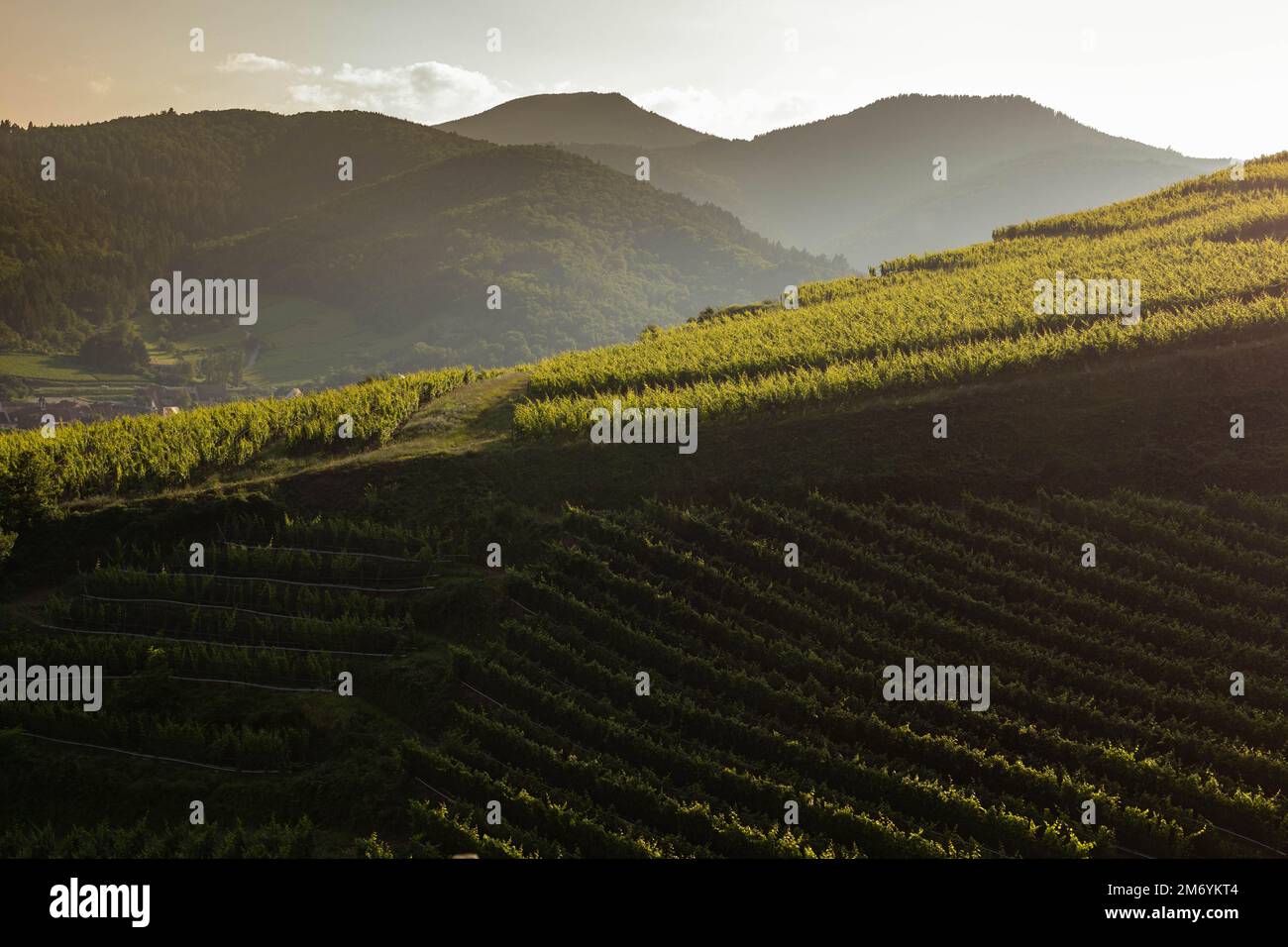 Vignoble prenant le soleil en Alsace.région viticole en France.paysage à couper le souffle avec des collines remplies de vignes en lumière dorée. Belle vue sur le vignoble Banque D'Images