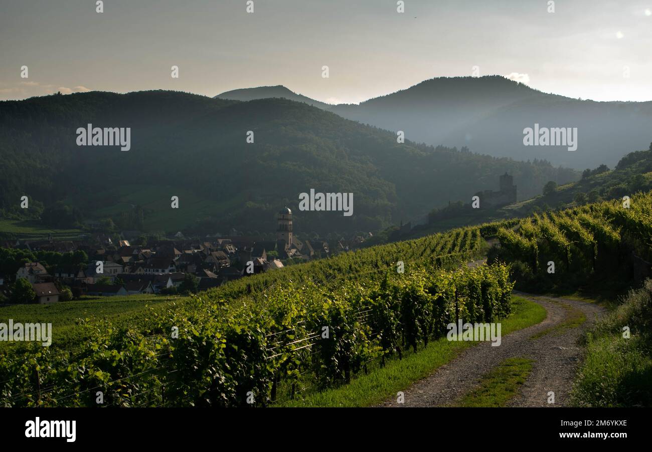 Vignoble prenant le soleil en Alsace.région viticole en France.paysage à couper le souffle avec des collines remplies de vignes en lumière dorée. Belle vue sur le vignoble Banque D'Images