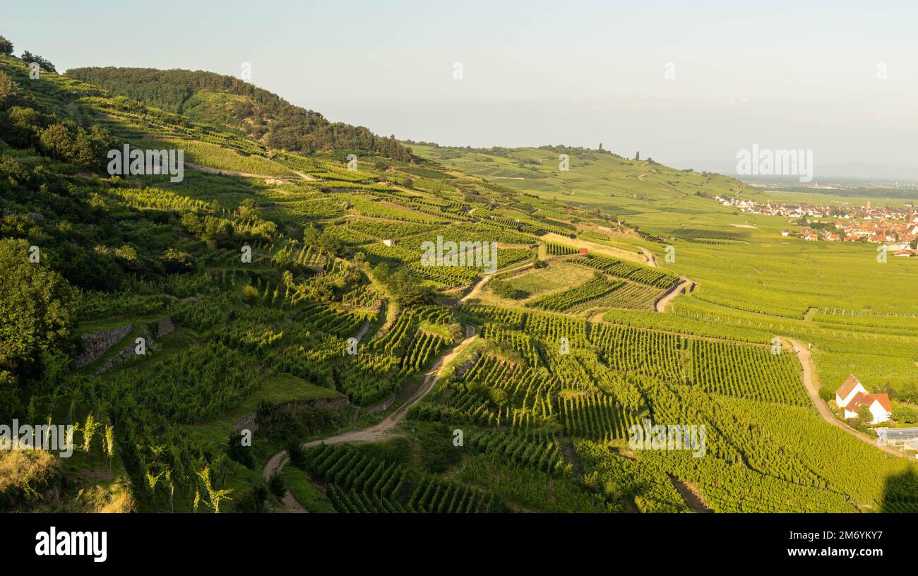 Vignoble prenant le soleil en Alsace.région viticole en France.paysage à couper le souffle avec des collines remplies de vignes en lumière dorée. Belle vue sur le vignoble Banque D'Images