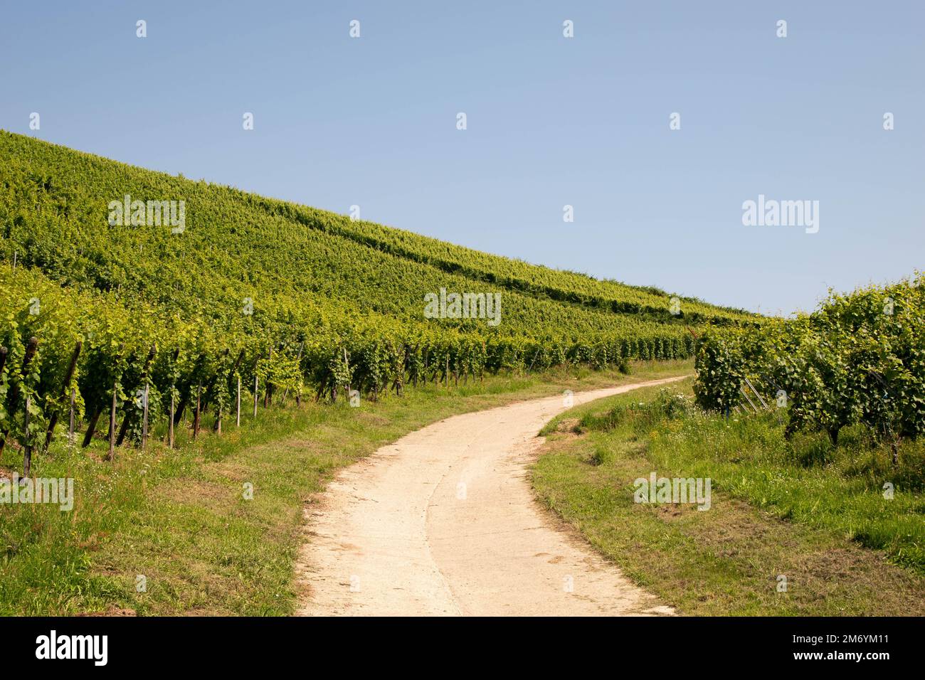 Vignoble prenant le soleil en Alsace.région viticole en France.paysage à couper le souffle avec des collines remplies de vignes en lumière dorée. Belle vue sur le vignoble Banque D'Images