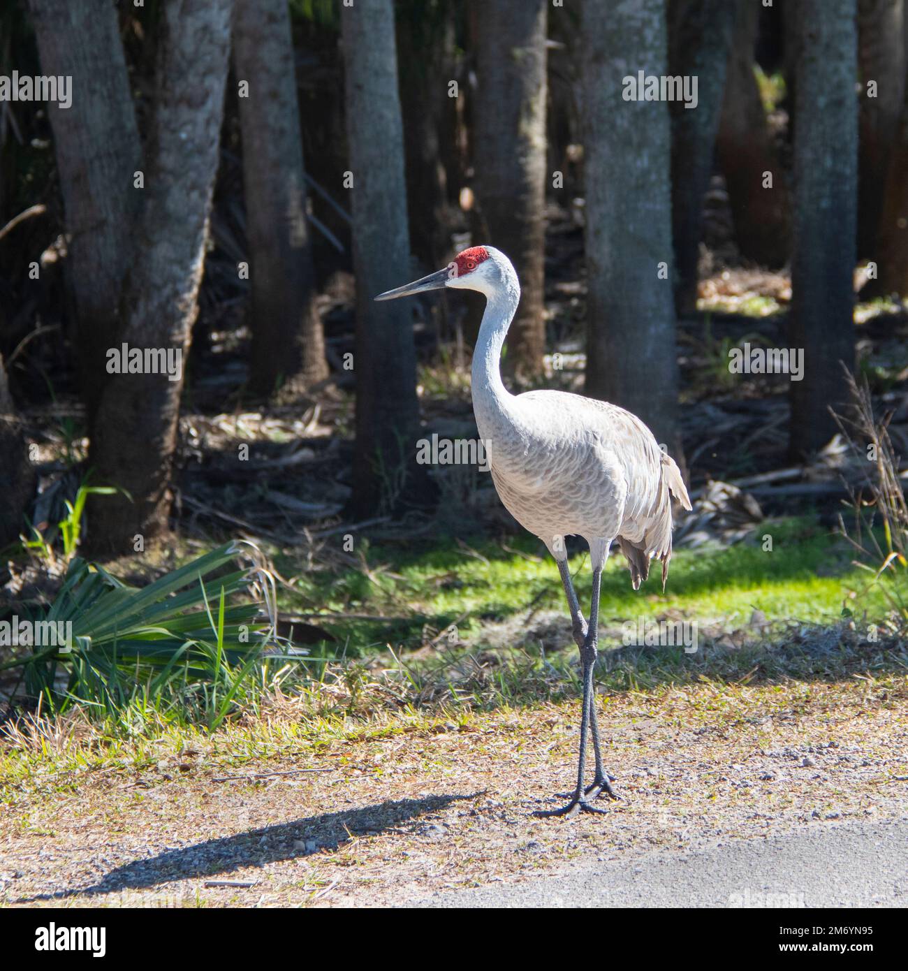 Les promenades en grue de sable en face des bois en Floride montrant la tête dans le profil de côté présentent la tête rouge capuchon gris et blanc plumage plumes et les longues jambes Banque D'Images