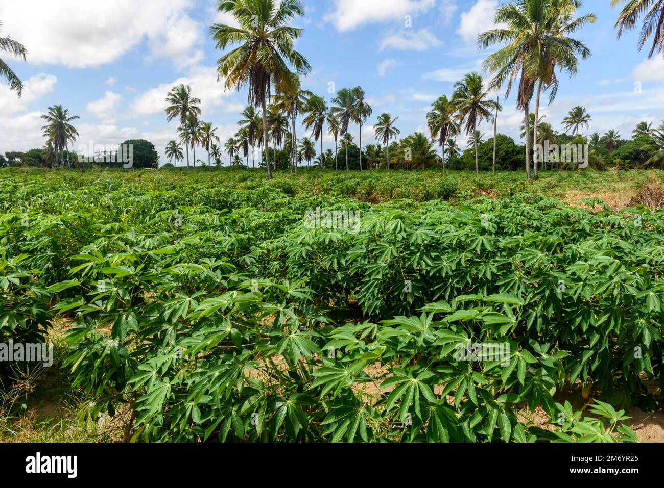 Plantation de manioc à Conde, Paraiba, Brésil. Banque D'Images