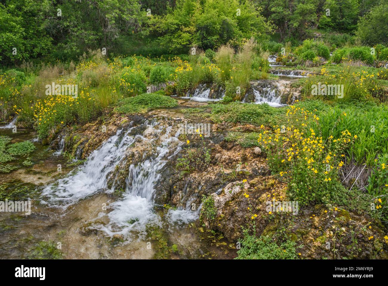 Cascade Springs, Wasatch Mountains, près de Midway, Utah, États-Unis Banque D'Images