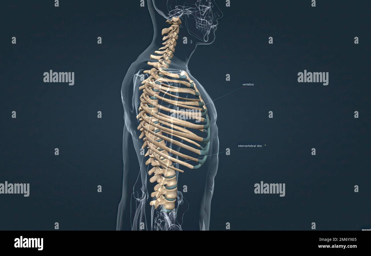 Les os de la cage thoracique sont les vertèbres thoraciques, douze paires de côtes et le sternum