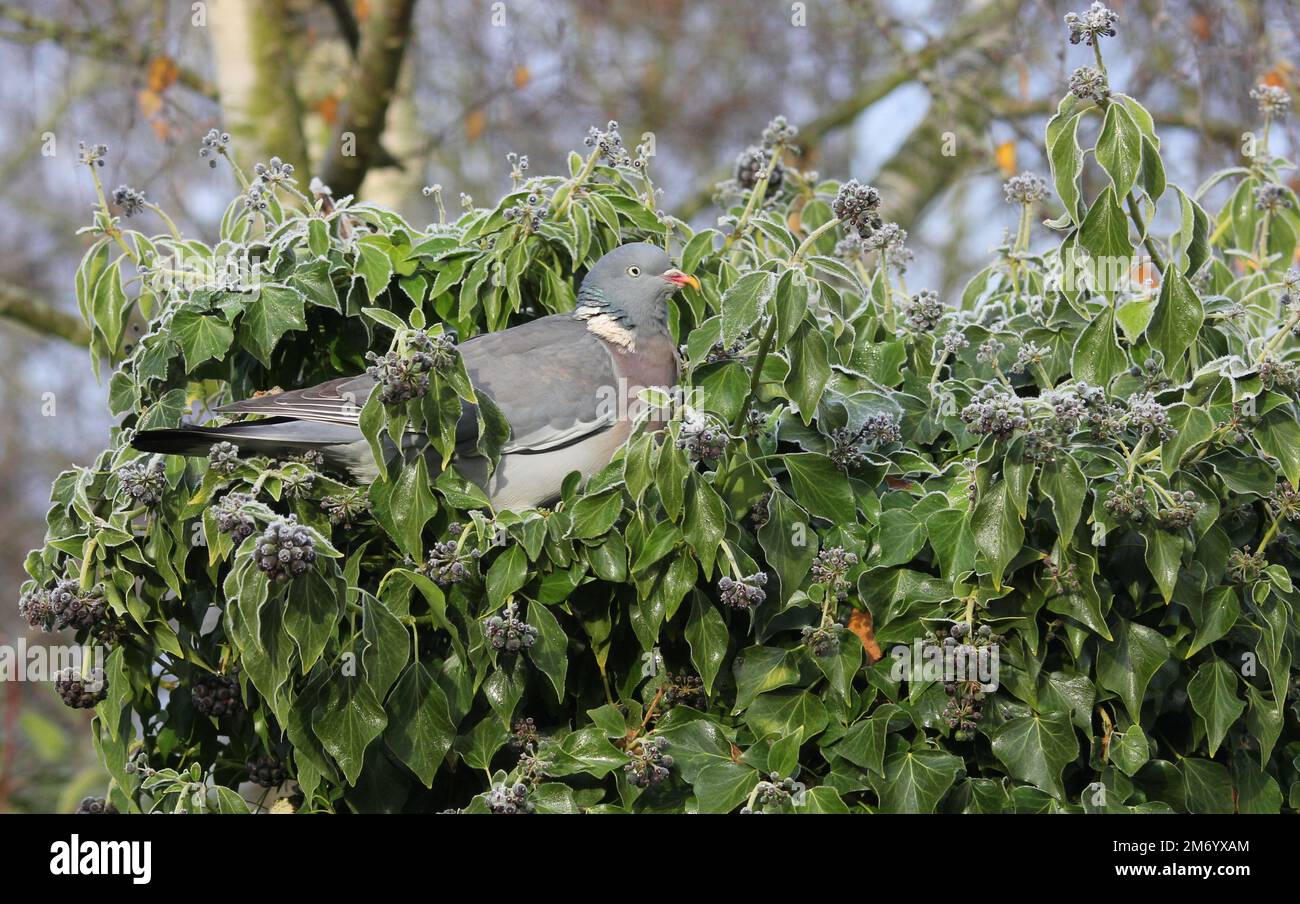 Pigeon en bois commun sur Ivy givré Banque D'Images