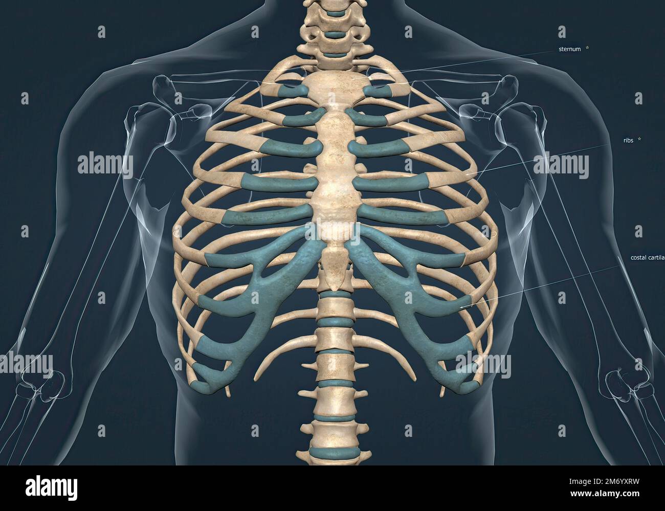Les os de la cage thoracique sont les vertèbres thoraciques, douze paires de côtes et le sternum