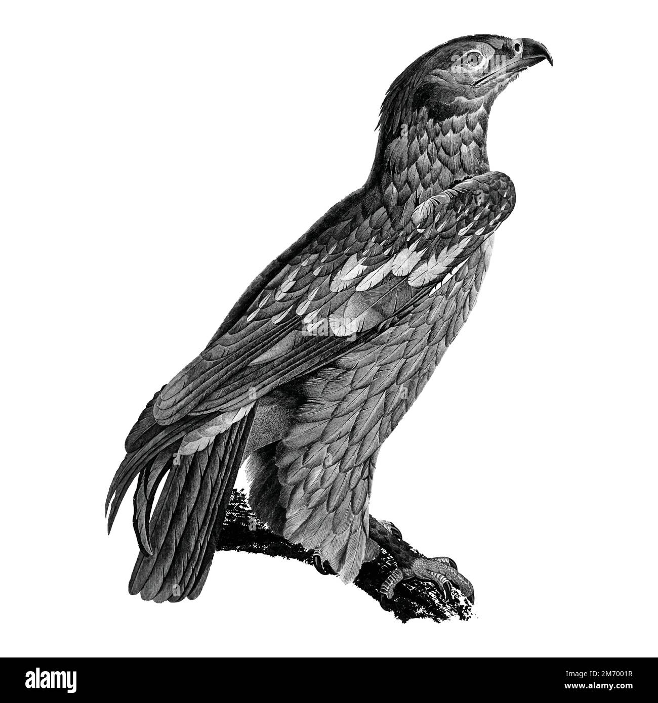 Illustrations vintage de l'aigle à pois Illustration de Vecteur