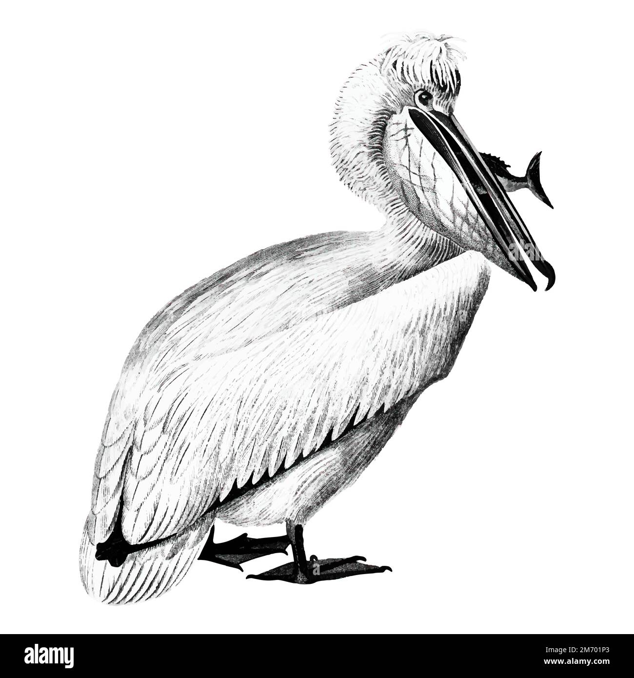 Illustrations vintage de Pelican Illustration de Vecteur
