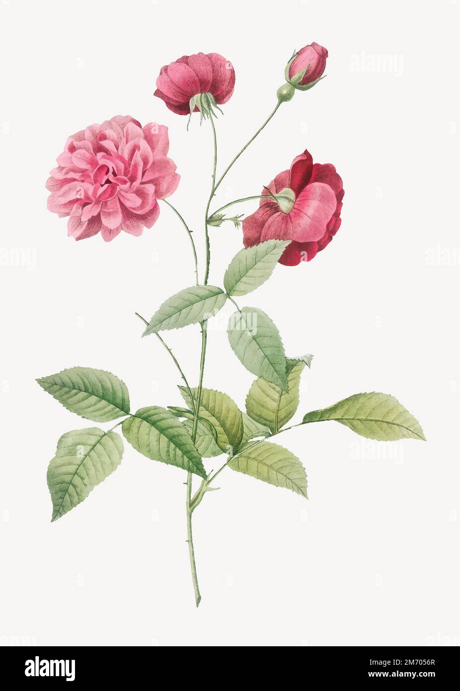 China Rose, également connu sous le nom de Bengale Animatiting (Rosa indica dichotoma) des Roses (1817–1824) par Pierre-Joseph Redouté. Original de la Bibliothèque de C Illustration de Vecteur