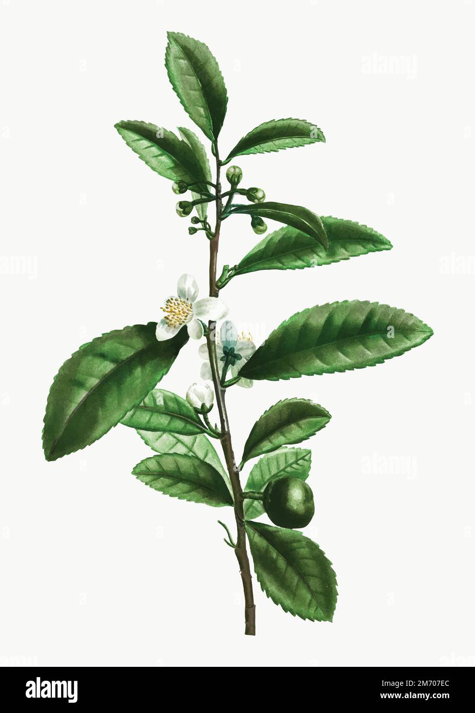 Vintage thea bohea vecteur de plante Illustration de Vecteur