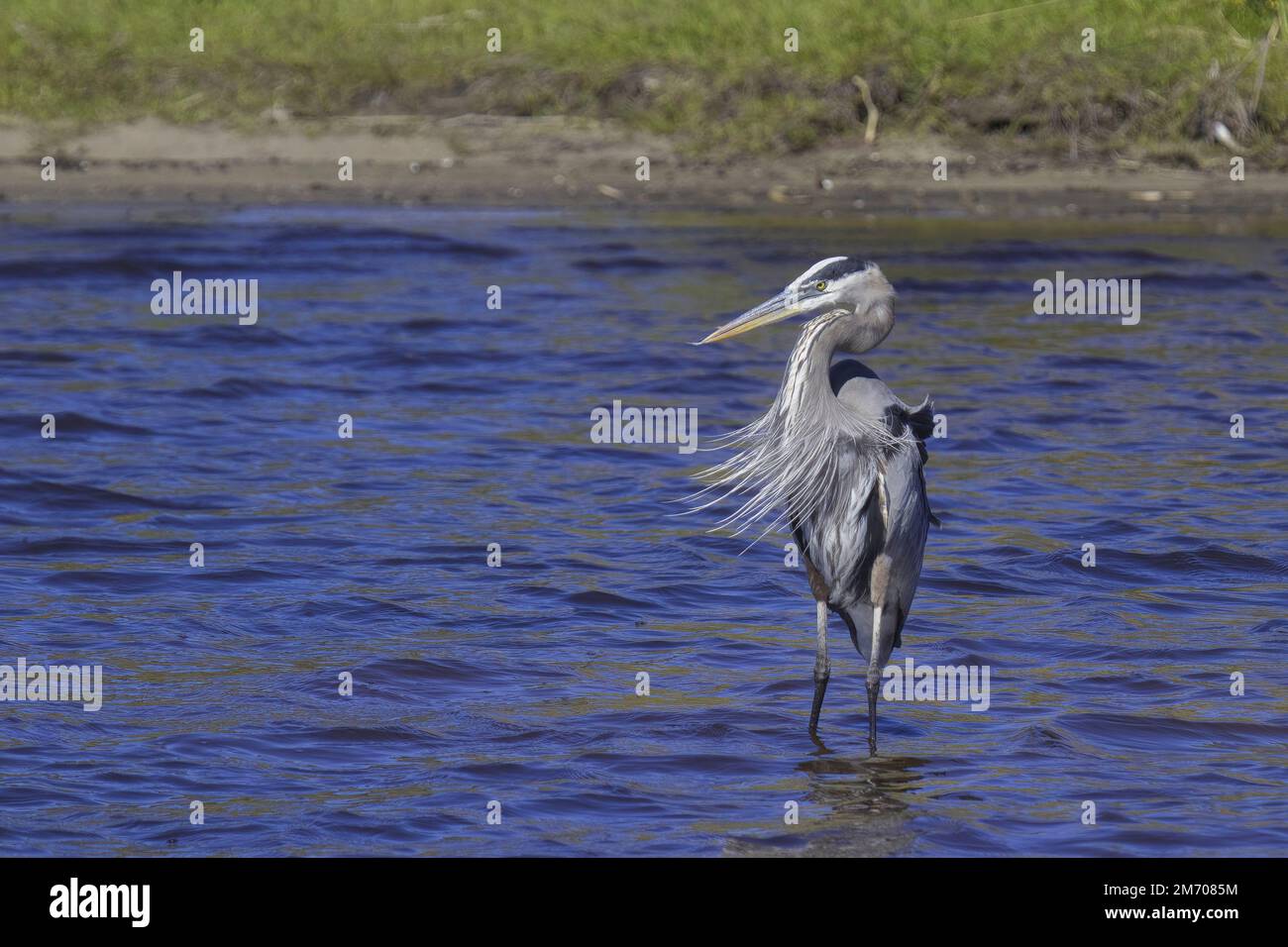 Grand Héron avec de longs panaches de reproduction mane bec jaune long et plumes grises bleues plumage stands dans l'eau bleu clair dans le milieu humide de Floride Banque D'Images