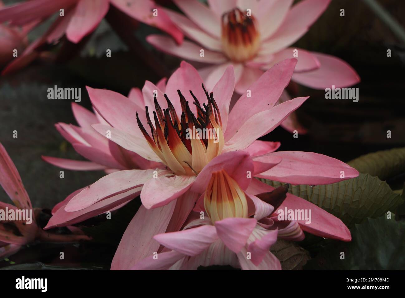 8 Nénuphars Artificiels 10cm - Fleurs Lotus Flottantes Pour Bassin, Aquarium Et Décoration Intérieur Extérieur