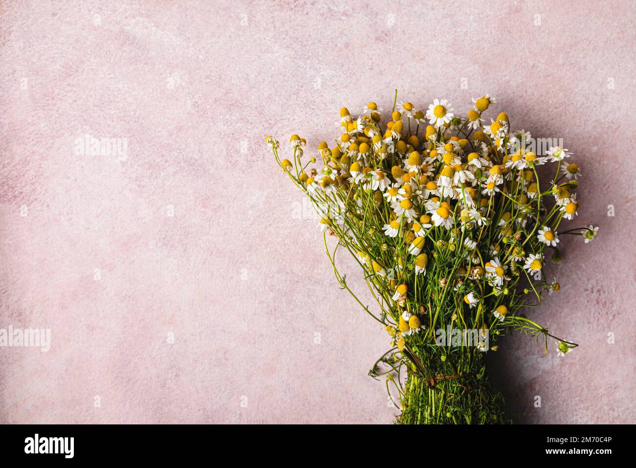 Bouquet de fleurs de camomille sur fond rose. Banque D'Images