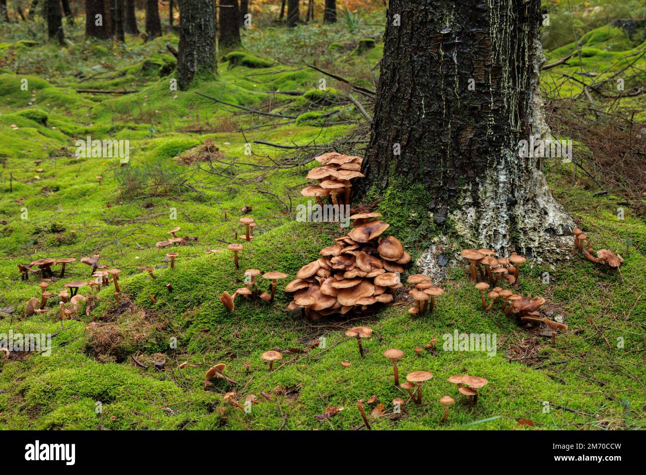 Champignon brun rougeâtre poussant à la base d'un arbre. Banque D'Images