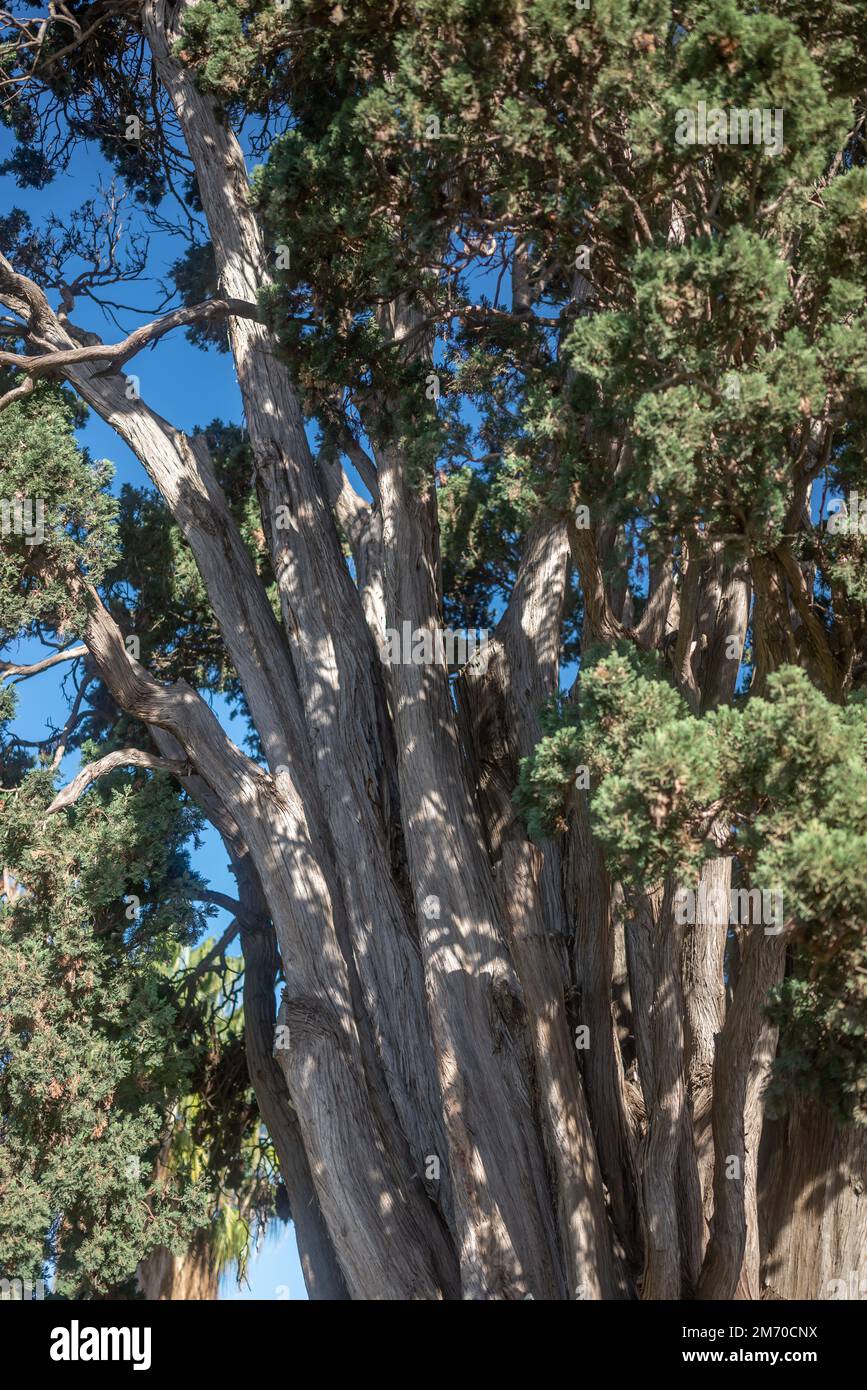 Cupressus benthamii ou cyprès mexicain. Vue monumentale sur les arbres Banque D'Images