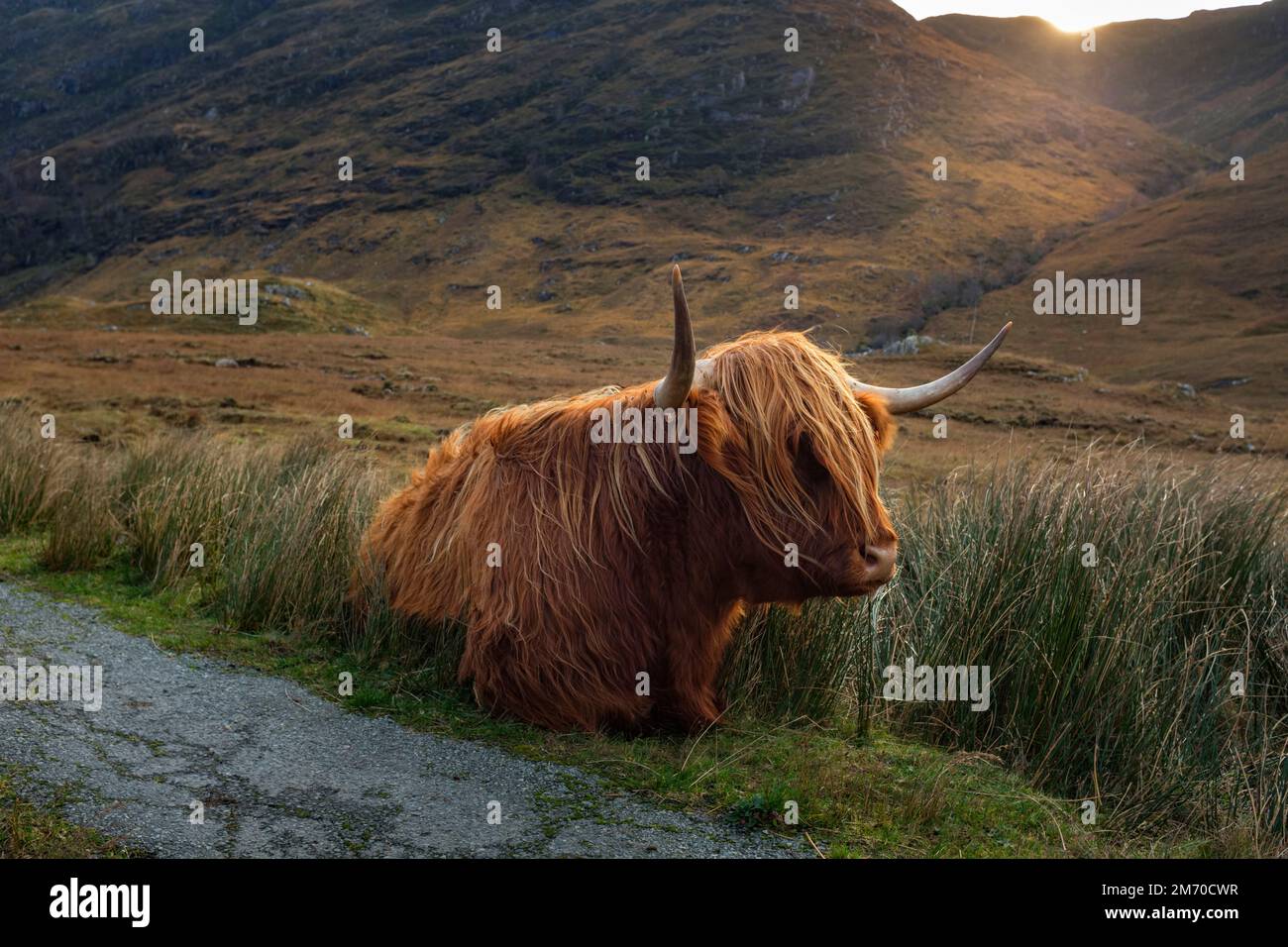 Highland bétail sur le domaine Inverinate, Écosse. Banque D'Images