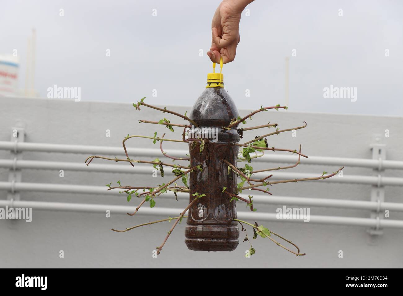Une bouteille en plastique utilisée comme pot de plantation de feuilles de menthe en faisant des trous dans la bouteille. Recyclage des bouteilles en plastique pour sensibiliser l'environnement Banque D'Images