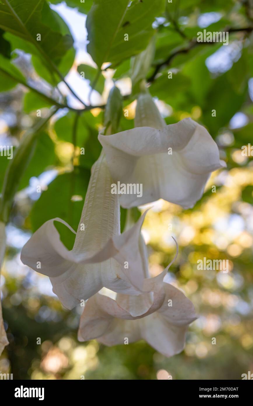 La trompette de l'ange blanc sur fond de feuilles vert flou Banque D'Images