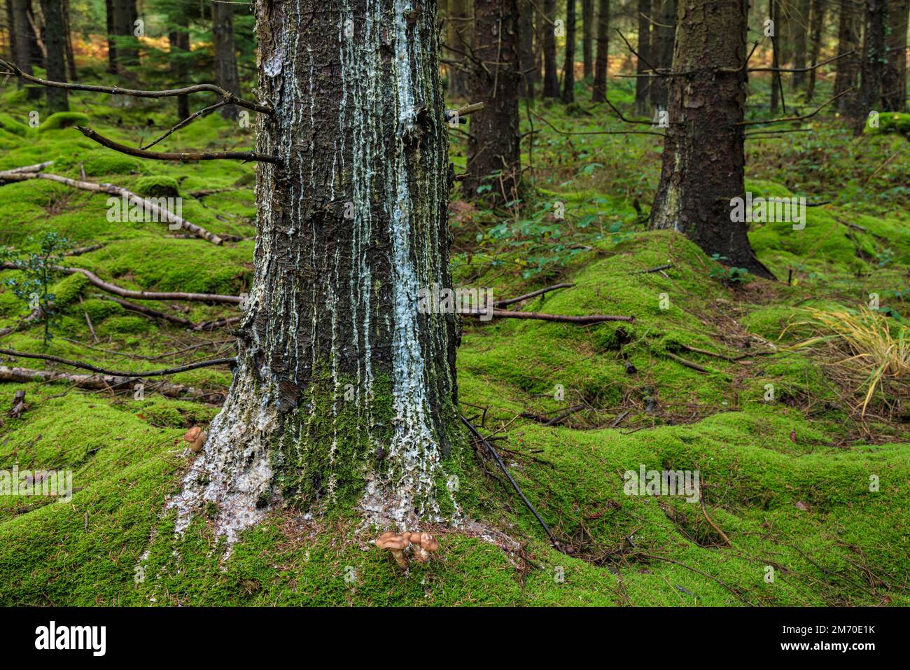 SAP qui s'exécute sur une agrégation d'arbre. Banque D'Images