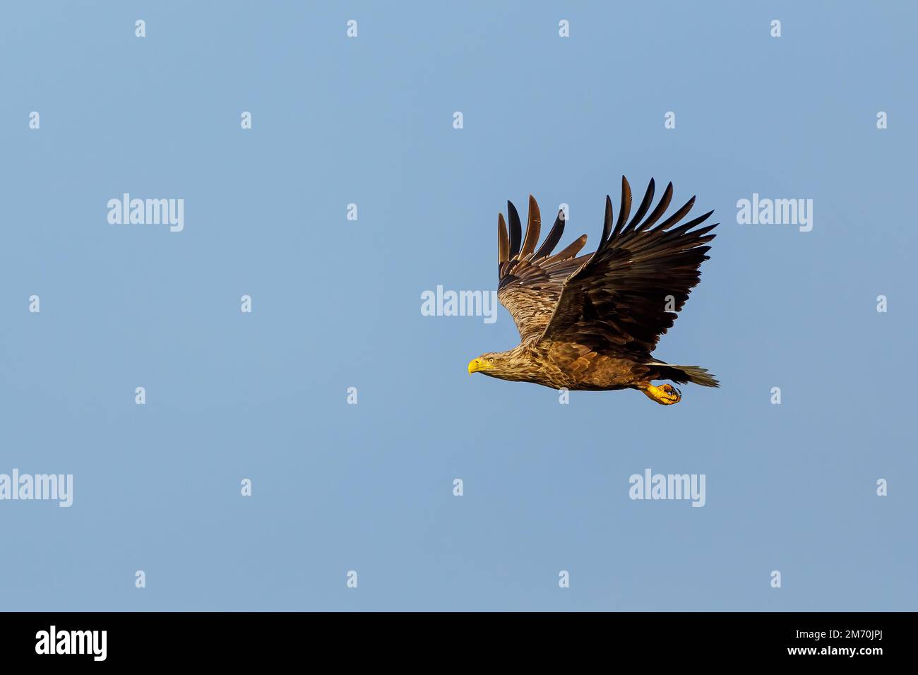 Aigle de la mer à queue blanche dans le delta du Danube Banque D'Images