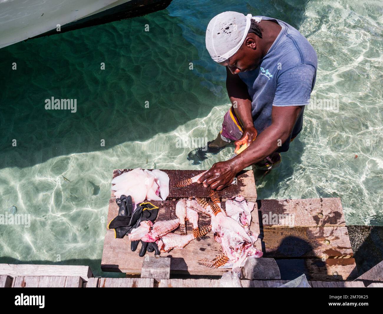 Bequia, Grenadines Caraïbes île. Pêcheur en filets et en éviscérant sa prise à Port Elizabeth. Banque D'Images