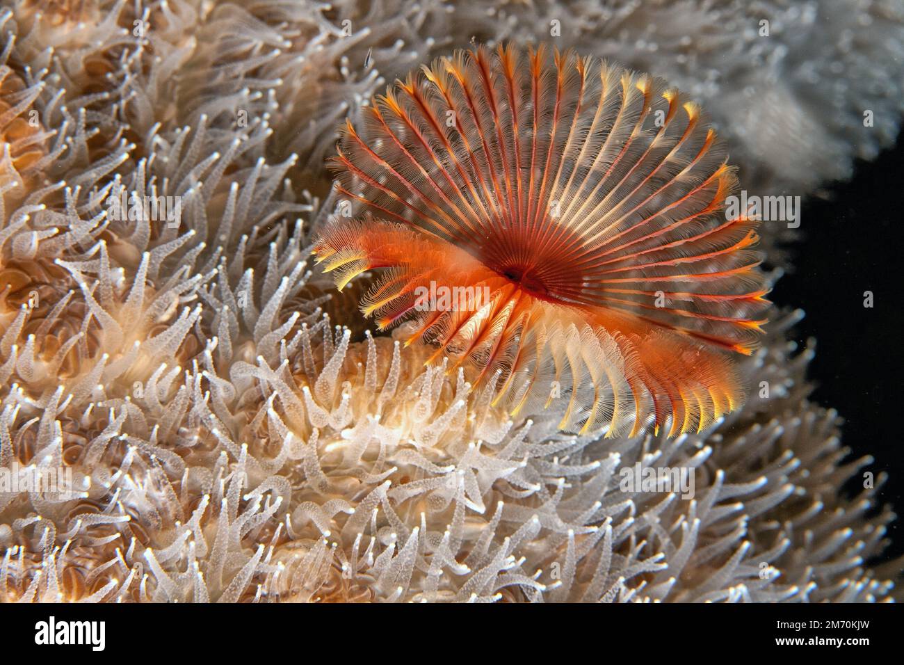 Les Sabellidae, ou vers de plumeau, sont une famille de vers tubulaires de polychètes marins caractérisés par des branchiae à plumes saillantes. Banque D'Images