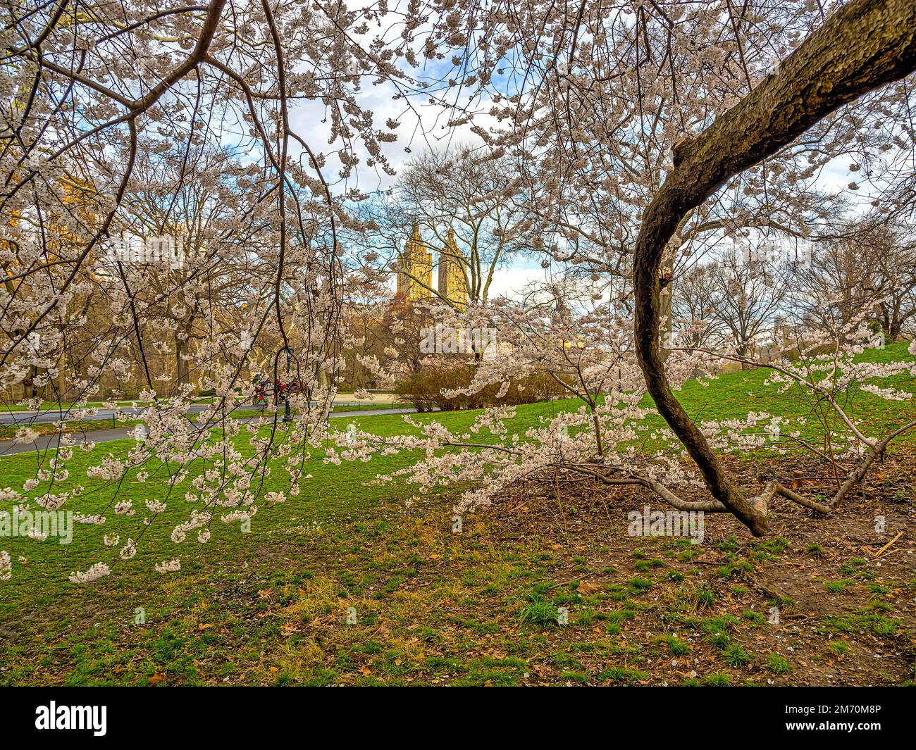 Printemps à Central Park, New York avec des cerisiers en fleur Banque D'Images
