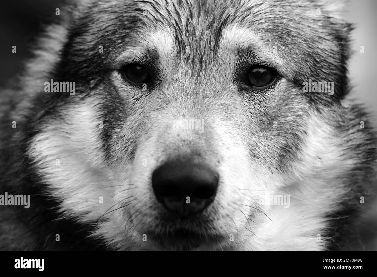 Gros plan du chien loup de chasse en noir et blanc Banque D'Images