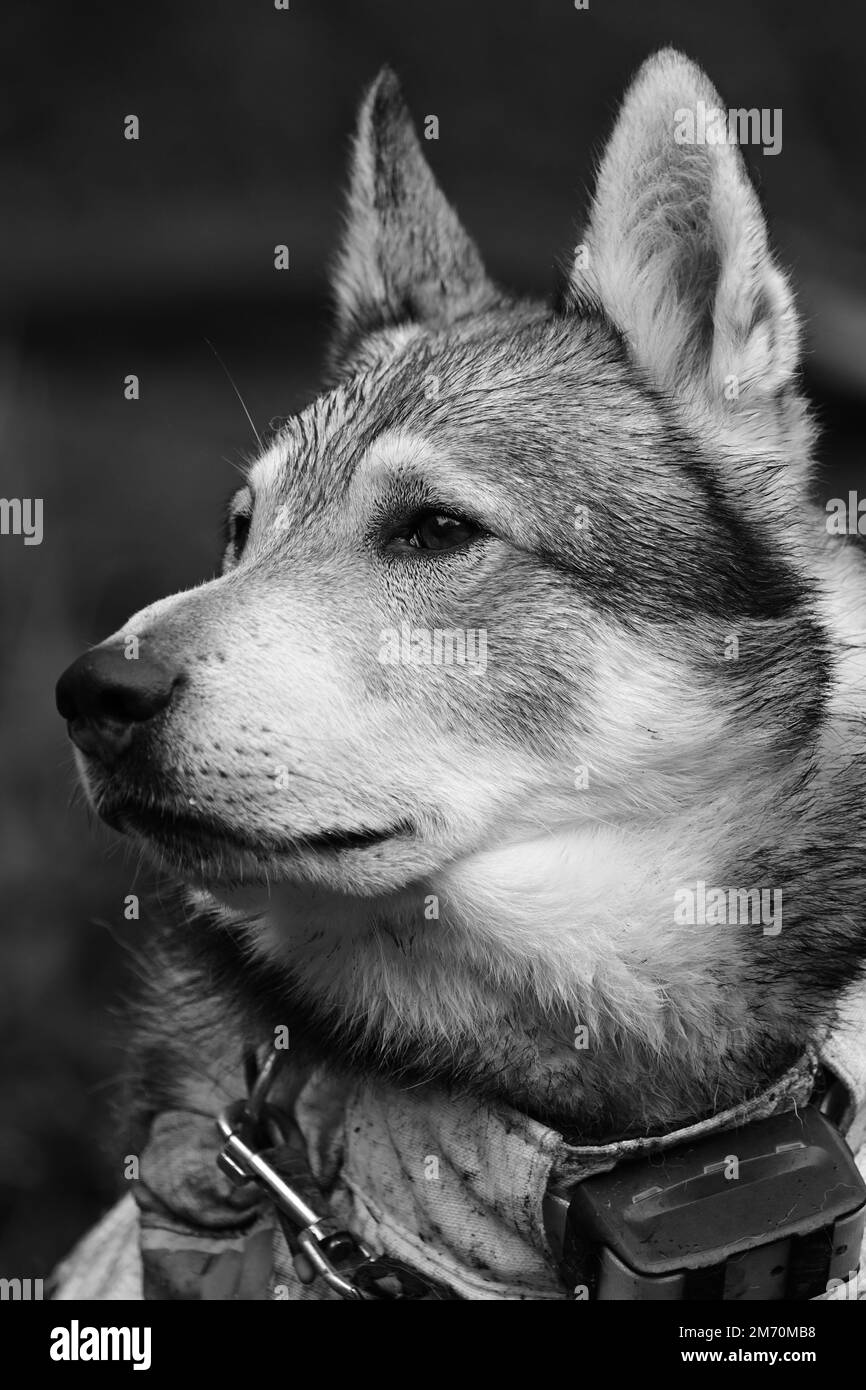 Gros plan du chien loup de chasse en noir et blanc au format vertical Banque D'Images