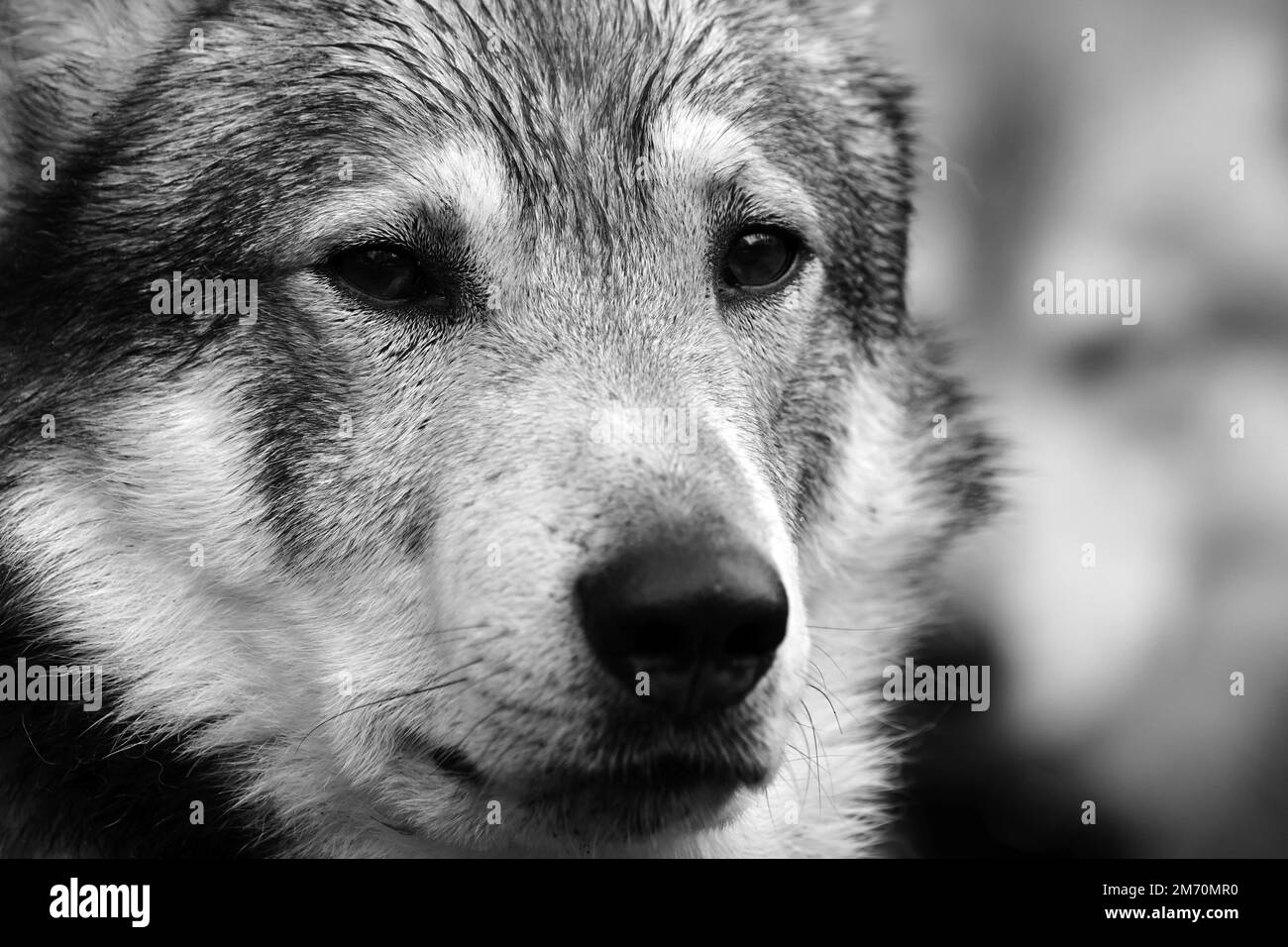 Gros plan du chien loup de chasse en noir et blanc Banque D'Images