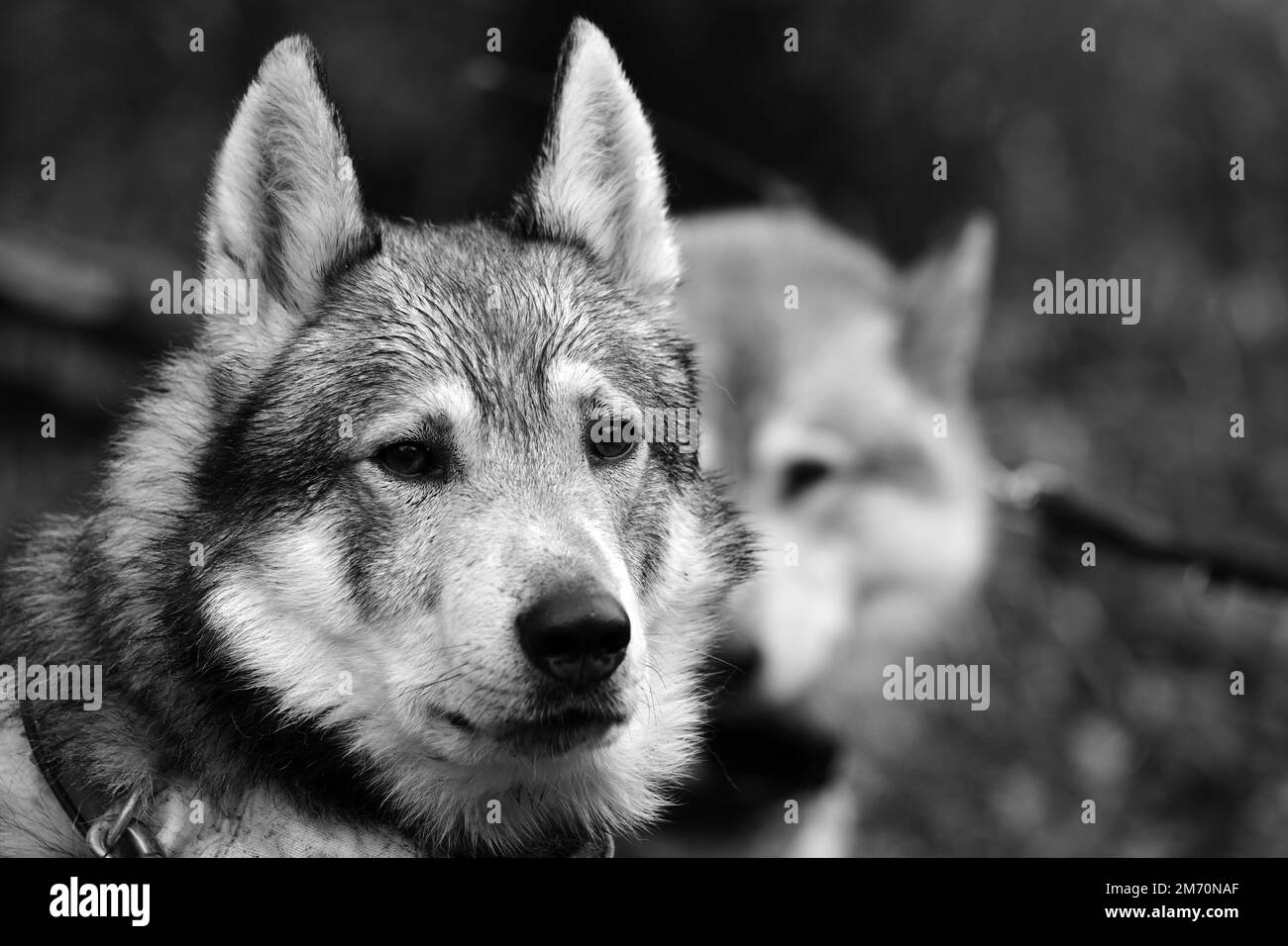 Gros plan du chien loup de chasse en noir et blanc Banque D'Images