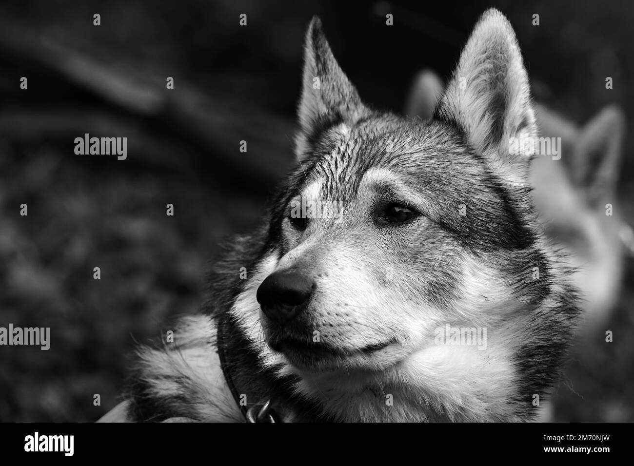 Gros plan du chien loup de chasse en noir et blanc Banque D'Images