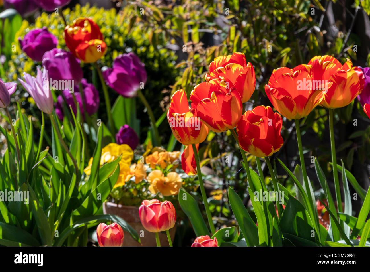 Au printemps, les tulipes se font vifier dans un feu de couleurs dans les jardins et les parcs. Les tulipes sont d'abord originaires de Turquie et sont devenues une manie pendant Banque D'Images