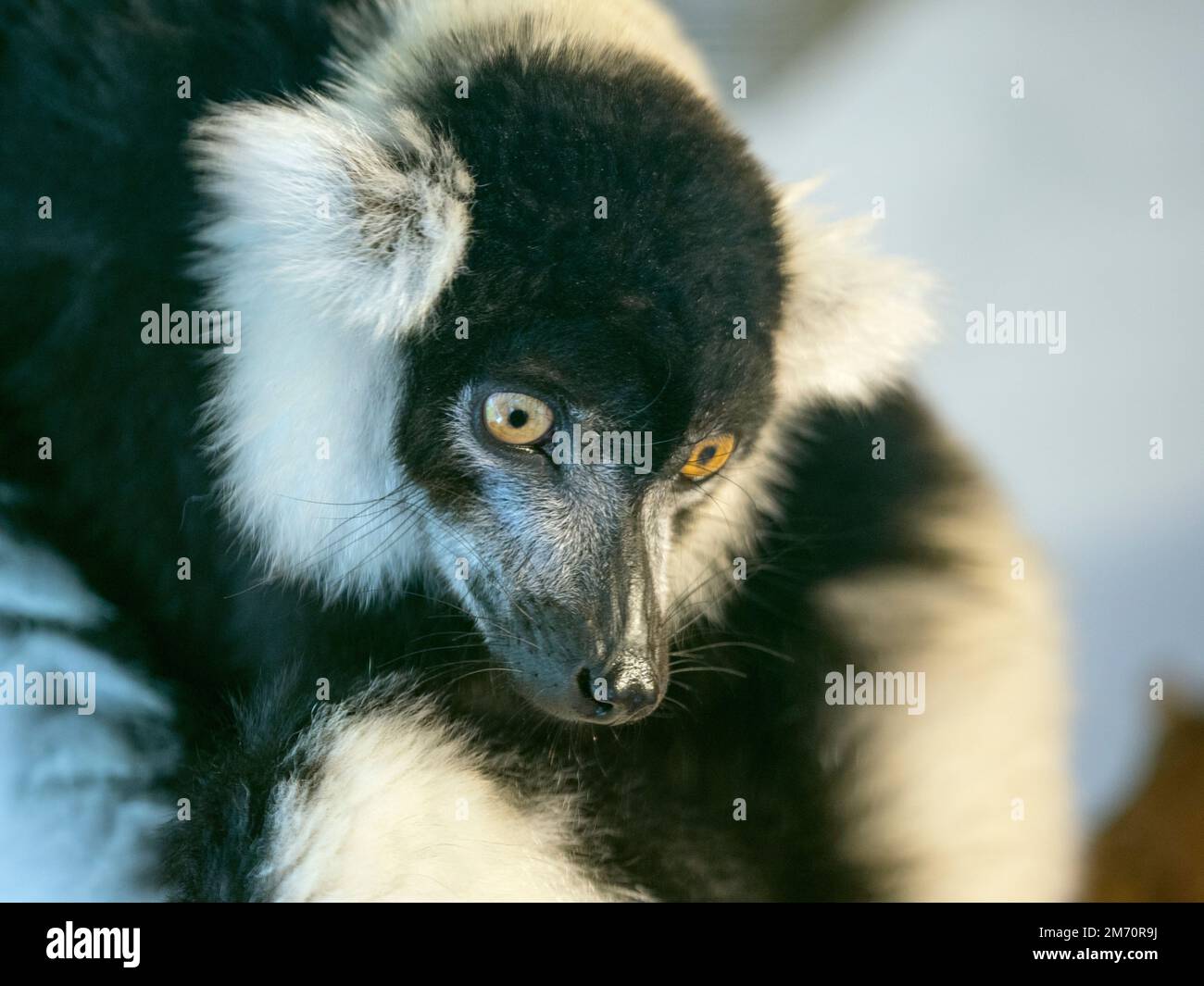 Noir et blanc de la gélinotte lemur Le Varecia variegata Banque D'Images