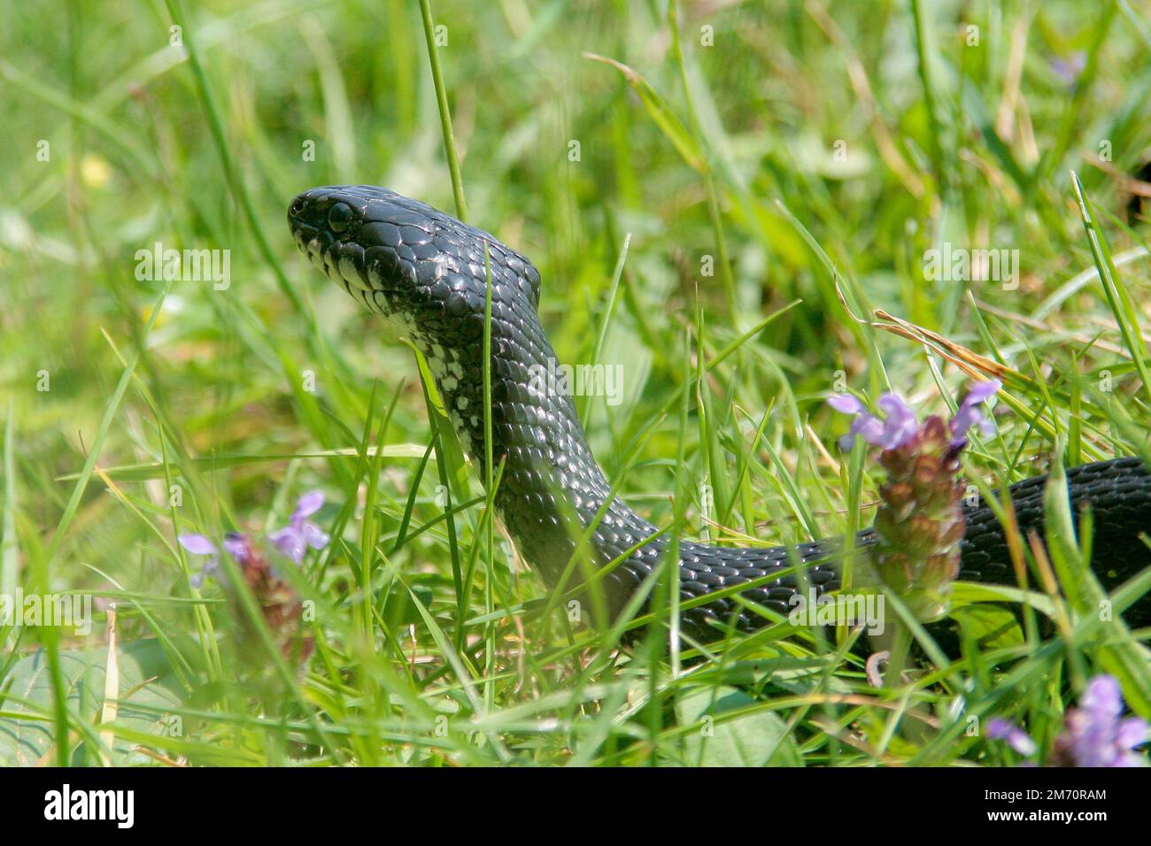 La couleuvre d'herbe (Natrix natrix), parfois appelée serpent annelé ou serpent d'eau parmi l'herbe. Banque D'Images