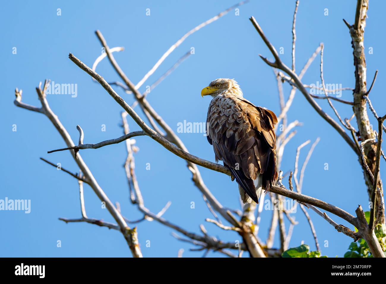 Aigle de la mer à queue blanche dans le delta du Danube Banque D'Images