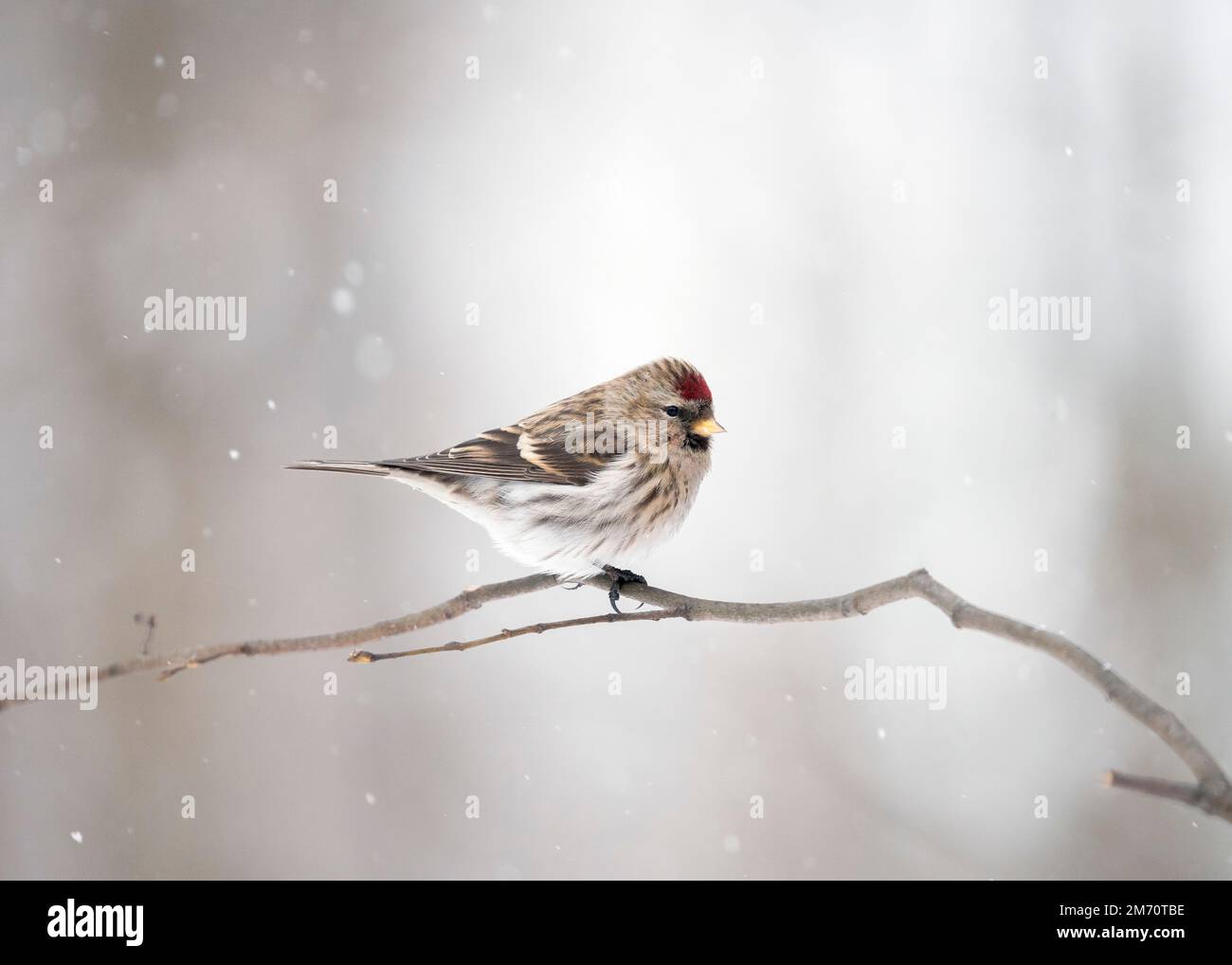 Le redpoll commun (Acanthis flammea) est une espèce d'oiseau de la famille des finch. Сommon redpoll portrait en hiver dans un biotope typique. Banque D'Images