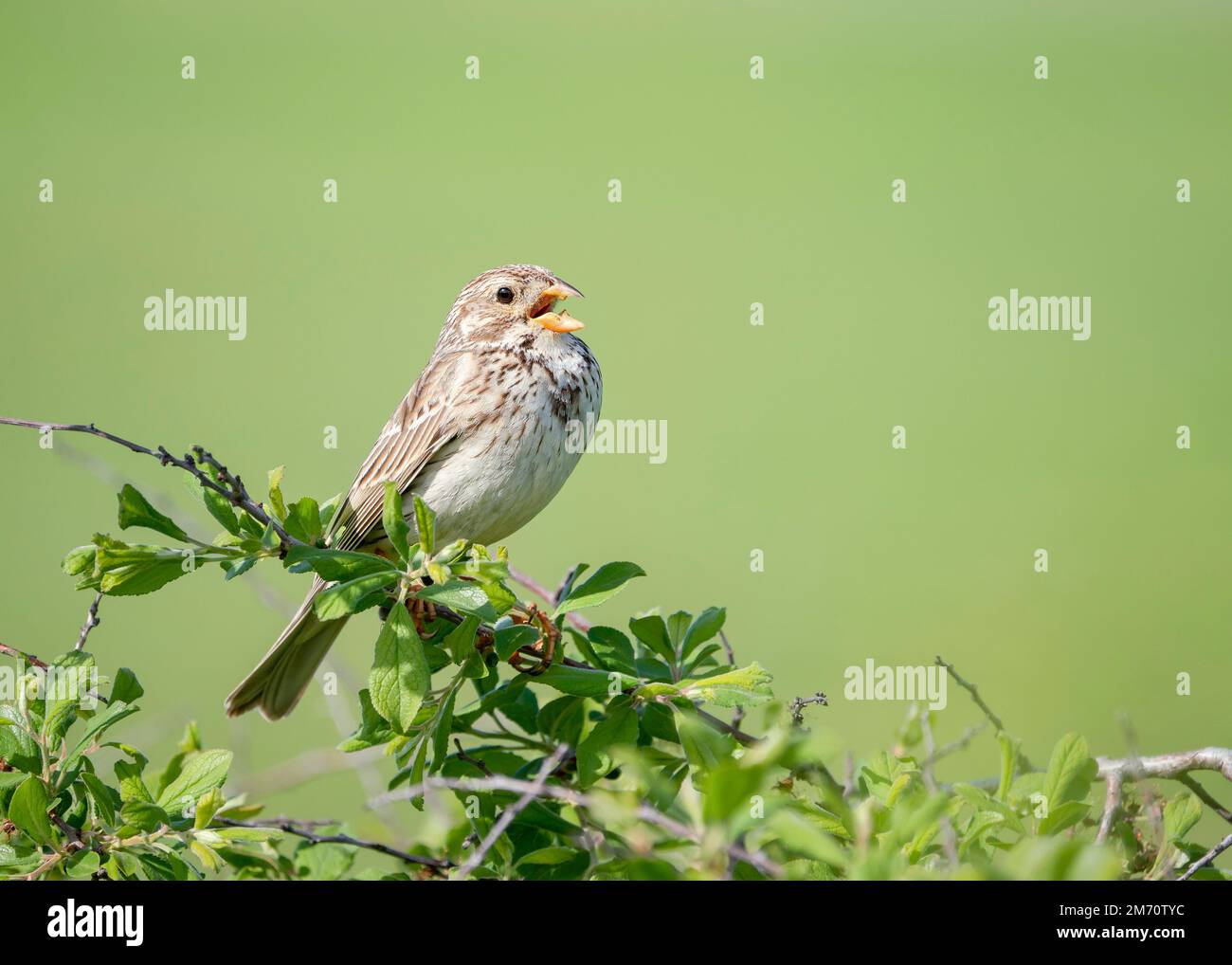 L'épi de maïs (Emberiza calandra) est un oiseau de passereau de la famille des Emberizidae. Un lapin de maïs mâle chante sur une branche d'arbre au printemps. Banque D'Images