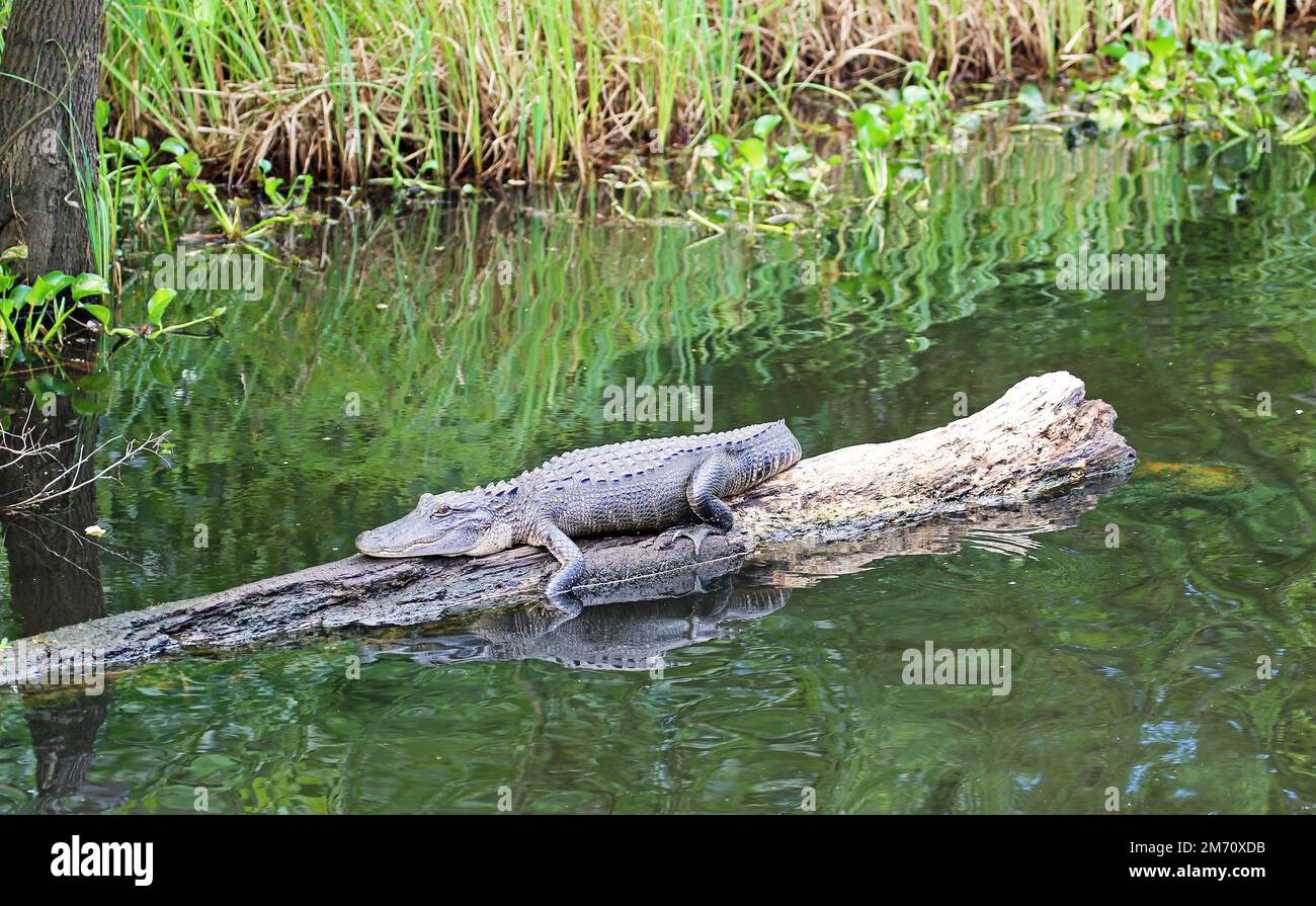 Alligator au repos - marais cajun, Louisiane Banque D'Images