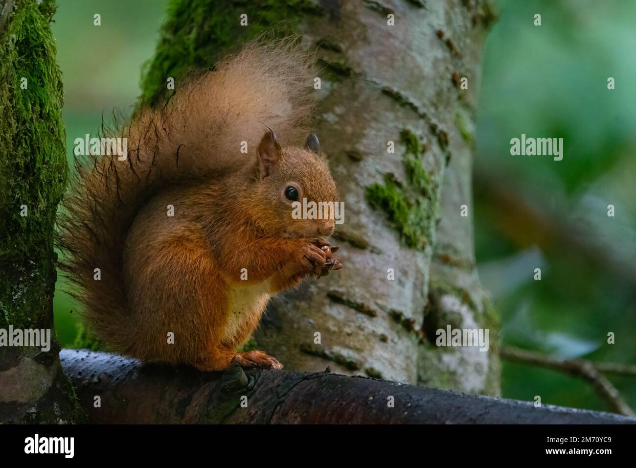 Red Squirrel (Sciurus vulgaris) en dégustant un écrou aux jardins de la maison de Cluny, Aberfeldy, Perthshire, Écosse. Banque D'Images