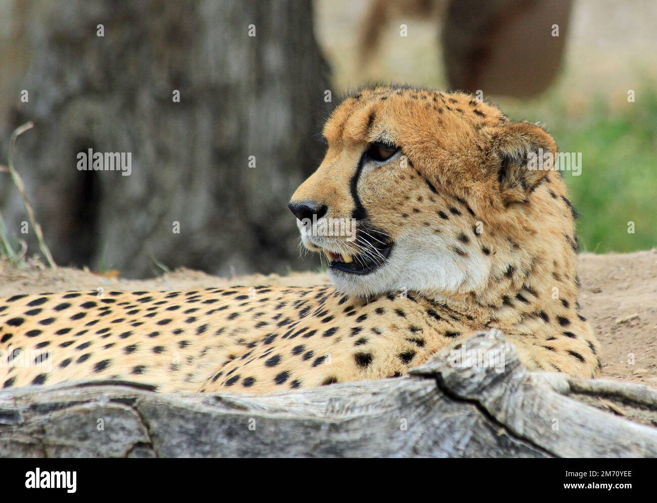 Guépard au repos Banque D'Images