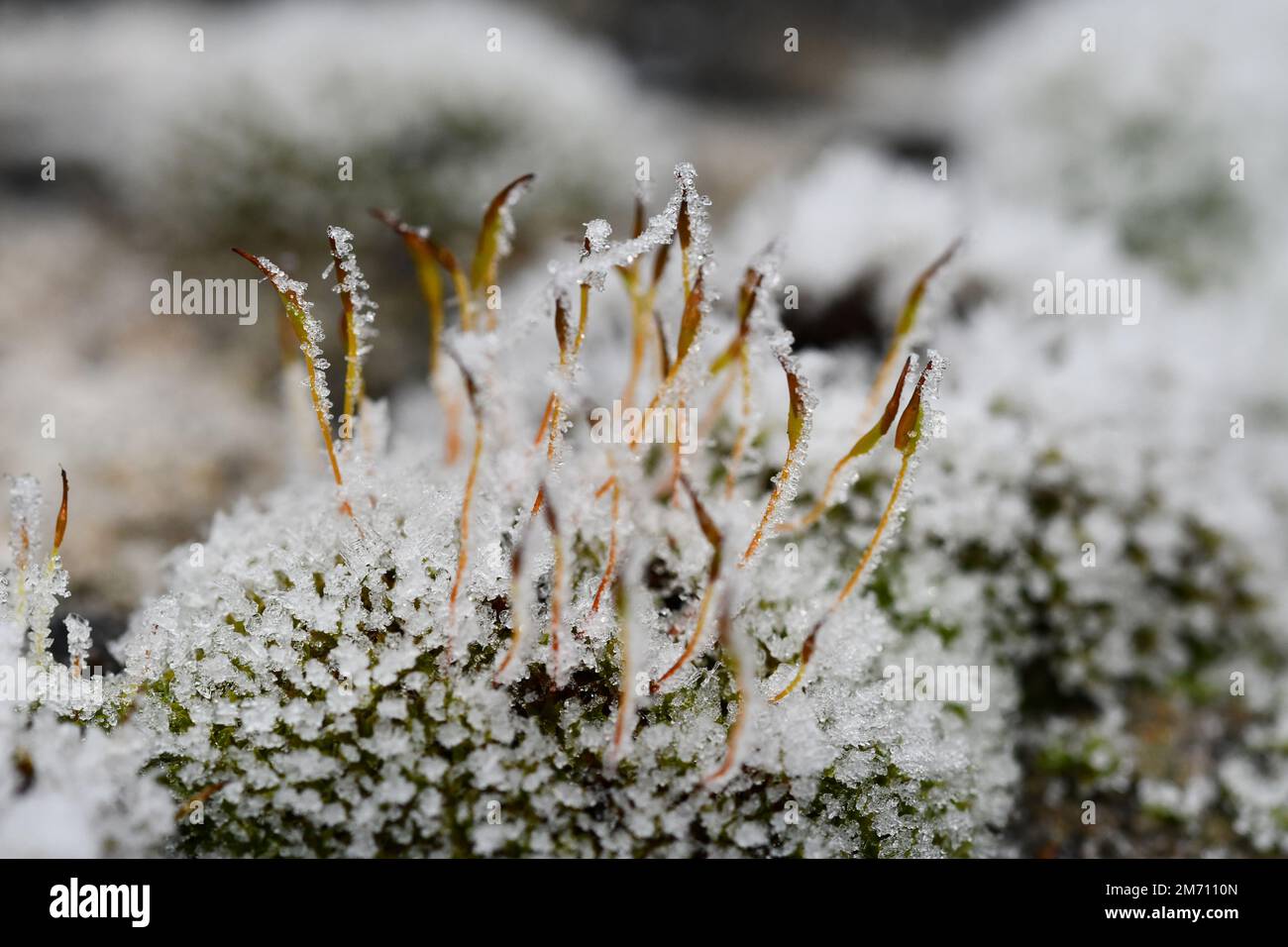 Macro photographie d'un cristal de glace sur une mousse Banque D'Images