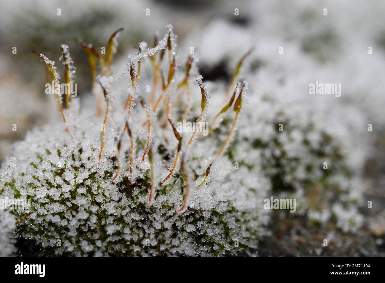 Macro photographie d'un cristal de glace sur une mousse Banque D'Images