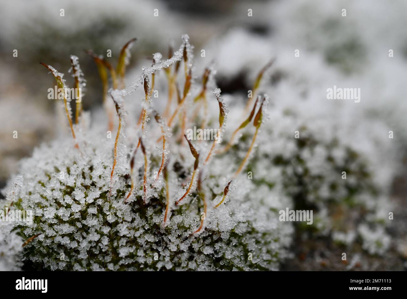 Macro photographie d'un cristal de glace sur une mousse Banque D'Images